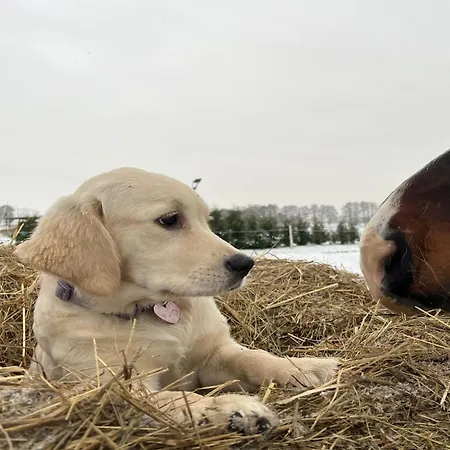 Апартаменты For Animal Lovers By The Sea